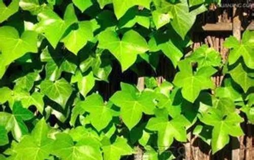  『适合』最适合懒人养的植物，好养易活又耐看，号称“养不死”，你家有吗？