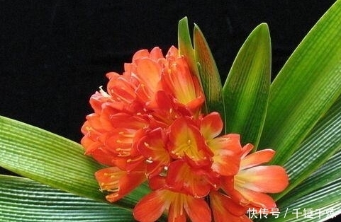 家养|家养君子兰为何总是难开花?避开这些雷区,轻松开到爆满盆