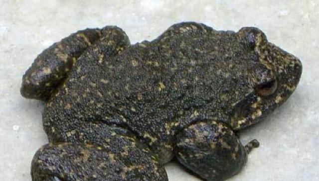  蛙类|石蛙100元一斤，但农民们不太敢养，因为耗费太多