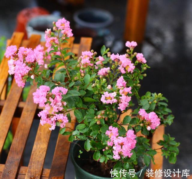  轻松■捡回“2种”小种子，扔花盆里，30天长出盆栽，轻松养出名贵绿植