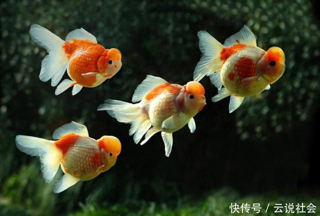 当成风水鱼:最受欢迎的观赏鱼种类、颜色有哪些?鱼只的数量有讲究