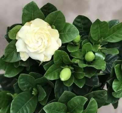  『移栽栀子花』养栀子花，一是浇水二是换盆，这两点做好，叶片绿油油，花苞长满
