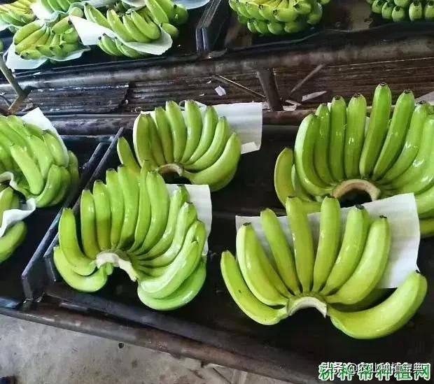 香蕉如何催熟，香蕉催熟需要哪些条件?受哪些因素影响?