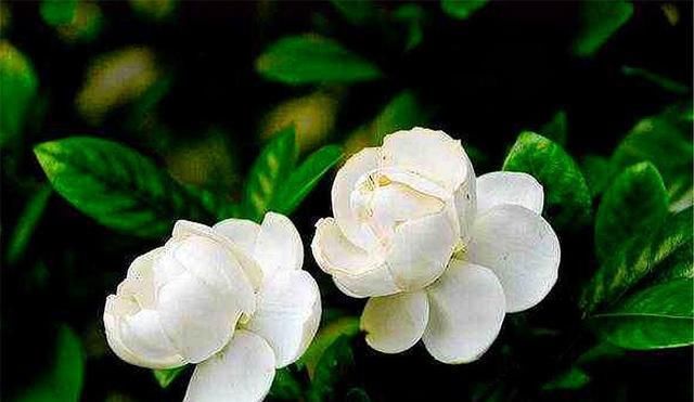  「光照」新买的栀子花有“3怕”,难怪黄叶、掉花苞,千万要管住手!