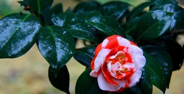 五月份:快五月份了,茶花能放在窗台上养护吗?