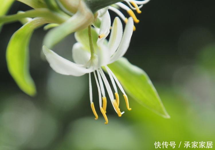  【品种】5种花夏天要“狂”浇水，浇水越多开花越好，不然难以成活开花难