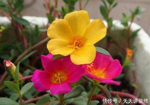 「旺盛」夏季最爱爆盆花草,不惧酷热,越晒越开花,越热长的越旺盛