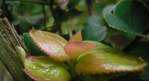  『植物』茶树上一叶子，名为耳朵花，农村小孩最爱生吃，城里人大多没见过