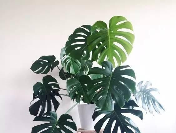  『甲醛』这种植物吸甲醛牛过芦荟、绿萝，快看看你家有吗？