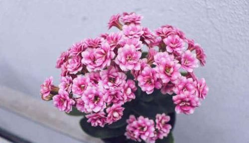 『长寿花』这花就是贱，越不管它越飞速窜芽，一精心照顾却立马嗝屁！