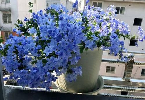 『花养』花养黄叶子,叶子发蔫打卷,5点浇水小窍门,学会了轻松养爆盆