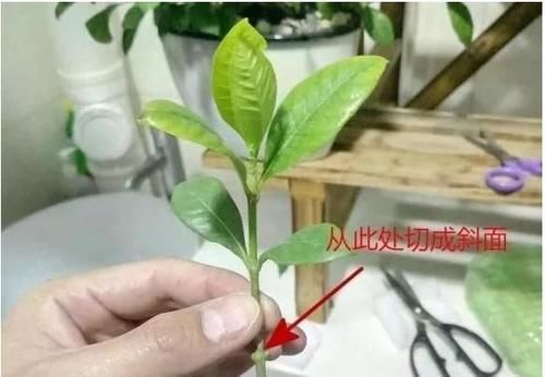  「扦插」5种花，现在“扦插”刚刚好，生根快，当年就开花！