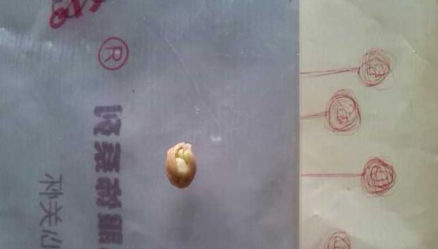  「盆栽」糖炒栗子都吃过，板栗盆栽见过吗？比发财树好看！