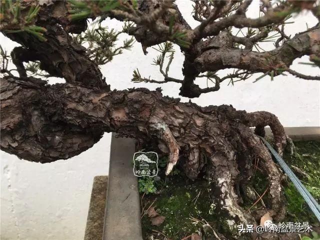  「作品」有年功的盆景，品相好，价值高！