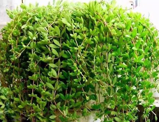  『清新』这些花朵几乎是全年开花，花朵比叶子多，盆盆开花爆，清新又喜人