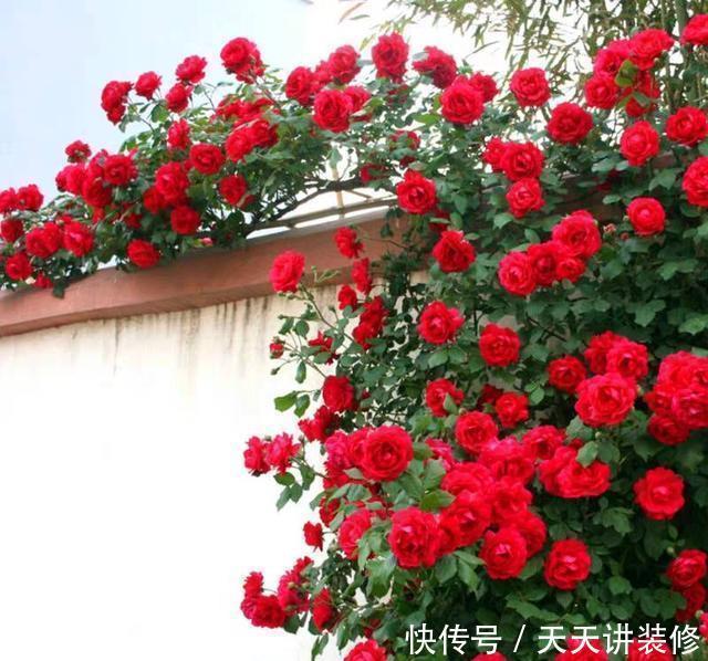 种植|此花,有着“开花机器”的美称,东北三省都能养,花香更胜桂花