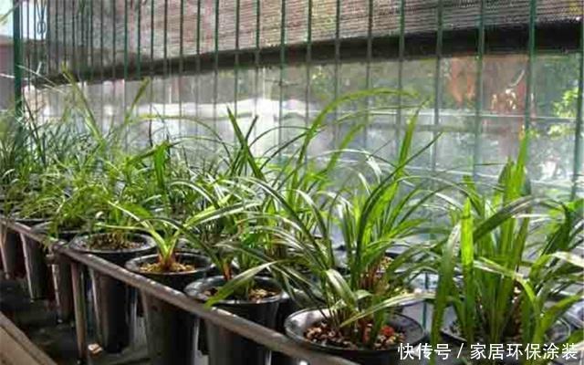 #都市#都市养兰难?跟大神学这“3招”,年年开花多,邻居也能闻到花香
