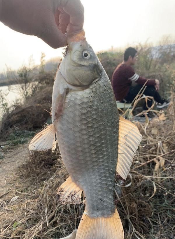 适合■一饵悬浮一饵触底很适合新手 ?这可错了,野钓根本不需要这样