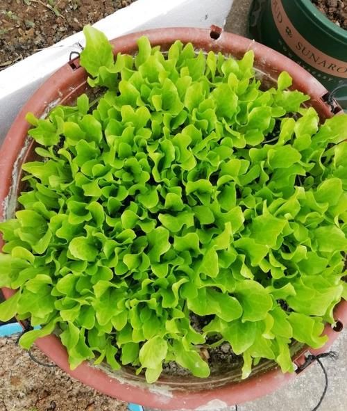  蔬菜都|别人都收获了，你还在犹豫，6种蔬菜种在阳台，60天收获一箩筐