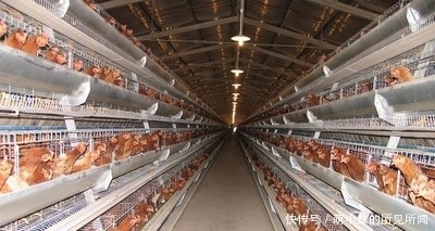  「发现」农户们要注意了，养殖业有三个禁令，一旦被发现就会查