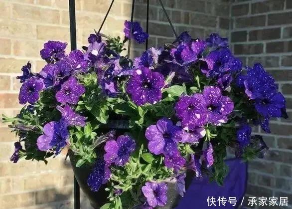 枝条|浪漫星空矮牵牛,花朵如梦幻星空,春天养一盆吧!太美了