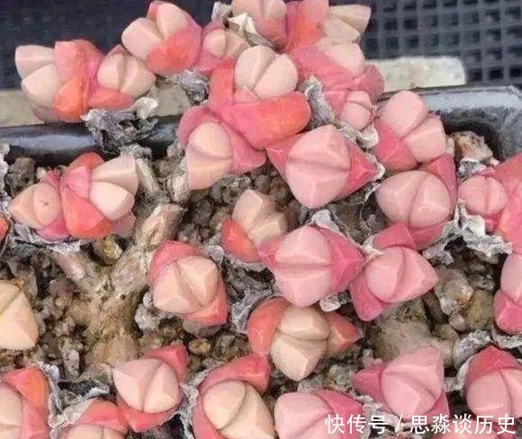 『发财树』10米长的绿萝,阳台放不下了,看看他是怎么养的吧