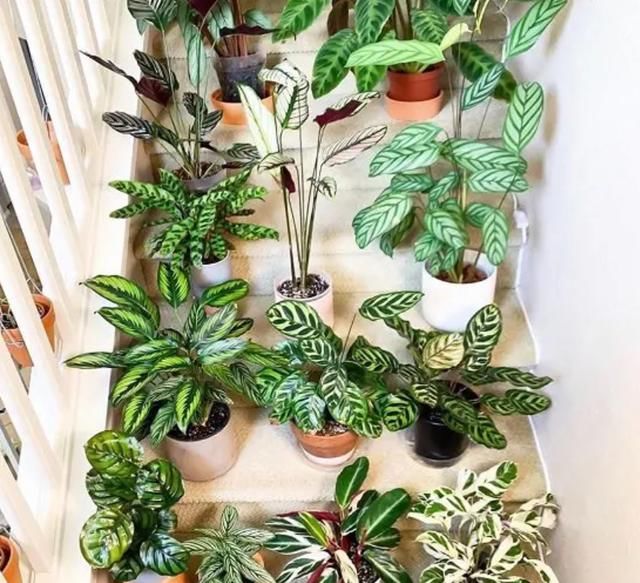  观叶：都把观赏竹芋养成观叶植物，除了斑斓的叶子，它还能开可爱的小花