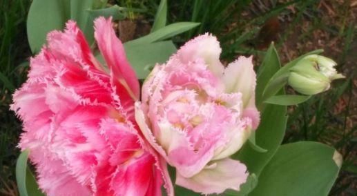  绿萝■阳台不知养啥花？不妨养这几款花，比绿萝好养，花色鲜艳又迷人