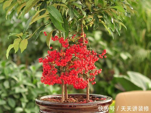  『家里』就算再没钱，家里也要摆上4种花，不仅有格调，养人旺财还镇宅