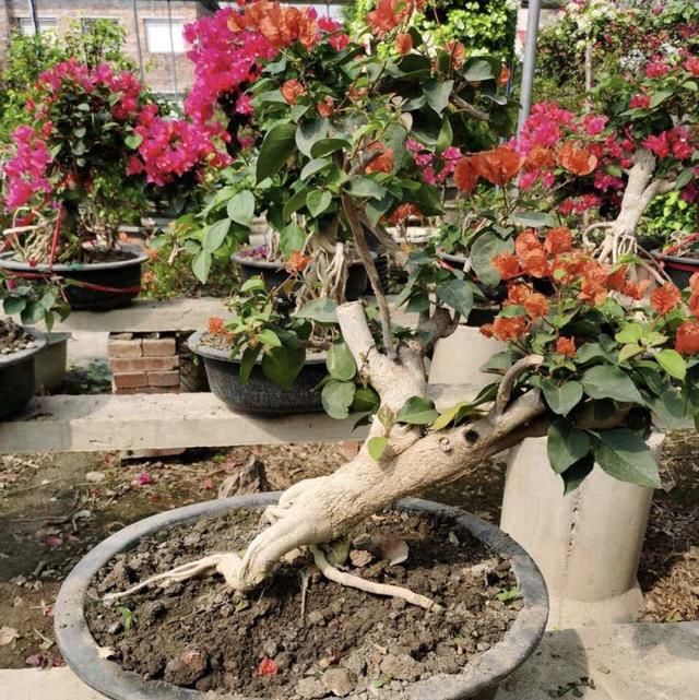  「三角梅是一」把三角梅养成“盆景”老桩，1盆500元，开花“颜值”更高