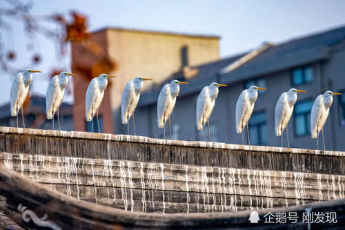  「染白」二十只白鹤“赖”着上百天不走，粪便把青瓦染白，当地人大开眼界