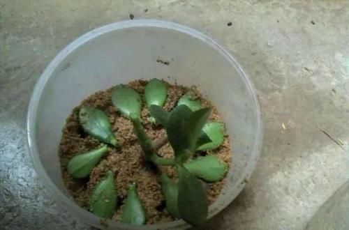  『寓意』6种寓意好的花，剪根枝就能活，年年爆盆不操心！