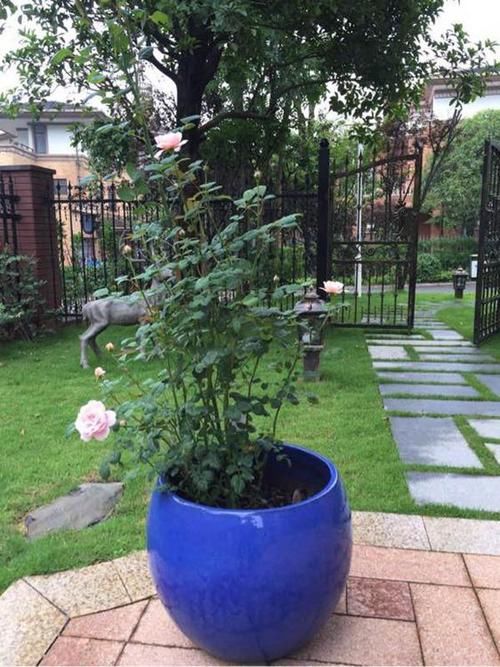  『瑞典』瑞典女王，老花匠家家有，开花极大，粉嫩优雅，看一眼就爱上她