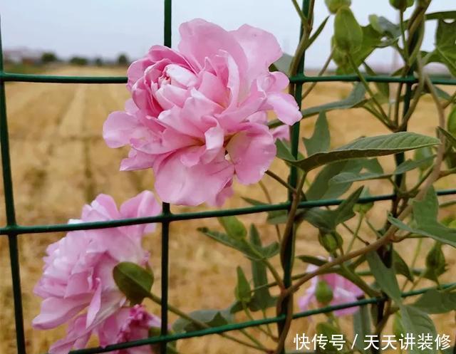  [图片作者]15种超级好养的花，不死鸟居然不是第一，“养花杀手”们试一试吧