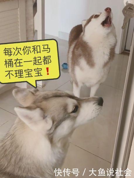  「哈士奇」主人在上厕所俩哈士奇过来捣乱，二哈麻麻被马桶绑架了