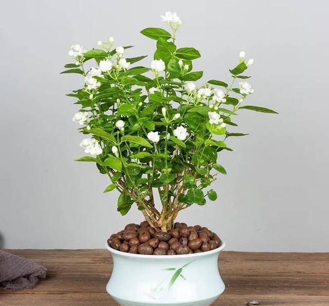 \＂i11\＂: \＂郁金香几月份开的最好？\＂养茉莉花，春天有3件事赶快做，晚了小心不开花