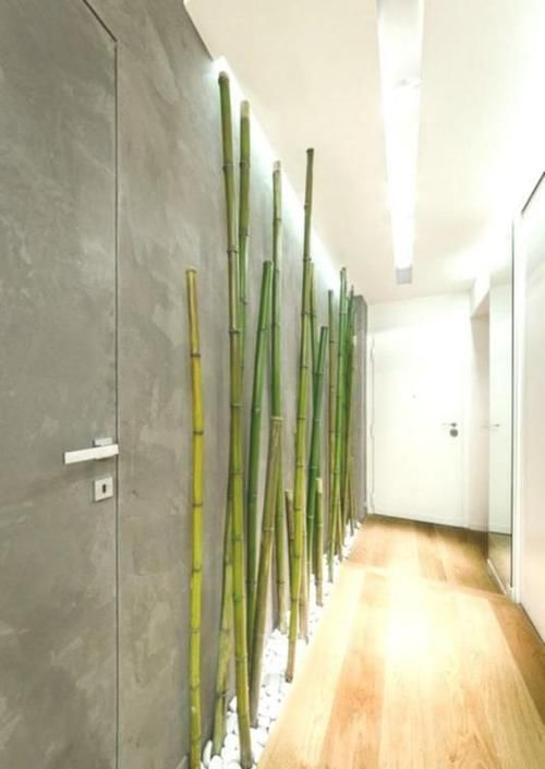  [节节]我要是买了房子，一定会在入户走廊种一排竹子装饰，漂亮节节高