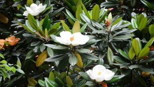 「阳光」这花是荷花和玉兰的杂交品种?怪不得模样这么眼熟,见过的人很少