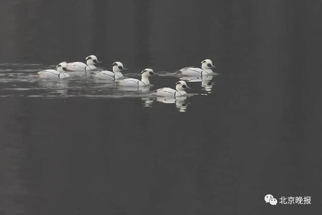  天堂|上万只候鸟赶来，北京密云水库成“鸟的天堂”，你能认出几种？