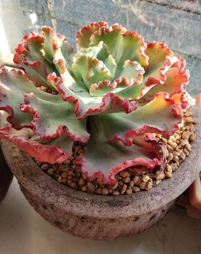  「属多肉植物」推荐八种高颜值多肉，好看又好养