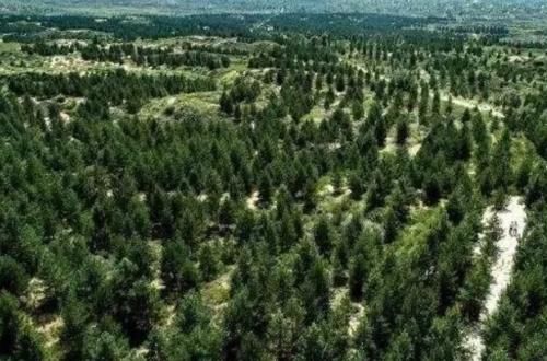  「已成」全球首个被人“干掉”的沙漠，如今已成塞上绿洲，中国