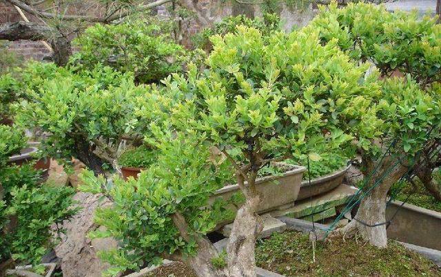  『值钱』客厅就养“值钱树”，这3种树养在客厅“档次高”，还能净化空气