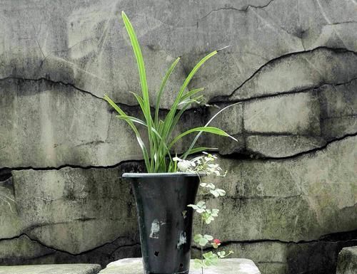  「深盆」种植兰花用浅盆好还是用深盆好？十年兰花老农给出了答案