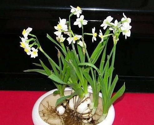  [铜钱草]5种“耐寒”的水培花，扔水里就蹭蹭长，送朋友“没完没了”