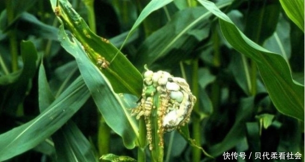  #玉米#在玉米地里的好东西，农村人都嫌弃它，在城市卖每斤80元