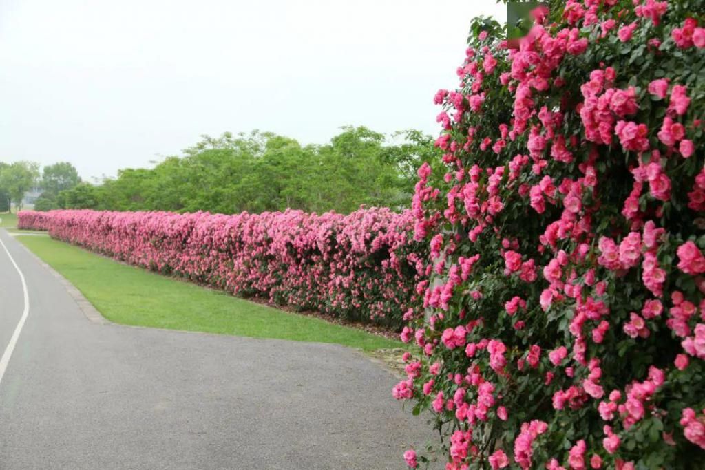 不少：惊艳！月季盛开，松江这条“花路”风景你错过了吗？