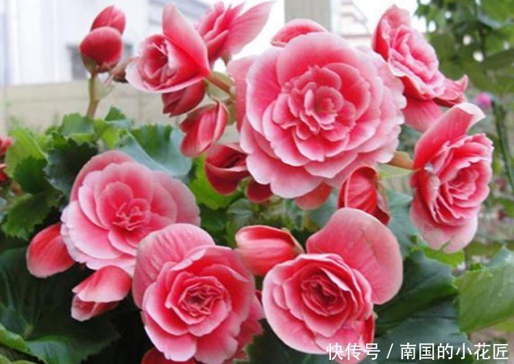  「香雪兰」4种花很漂亮，好养易活能爆盆，漂亮又好闻，全年开花不断
