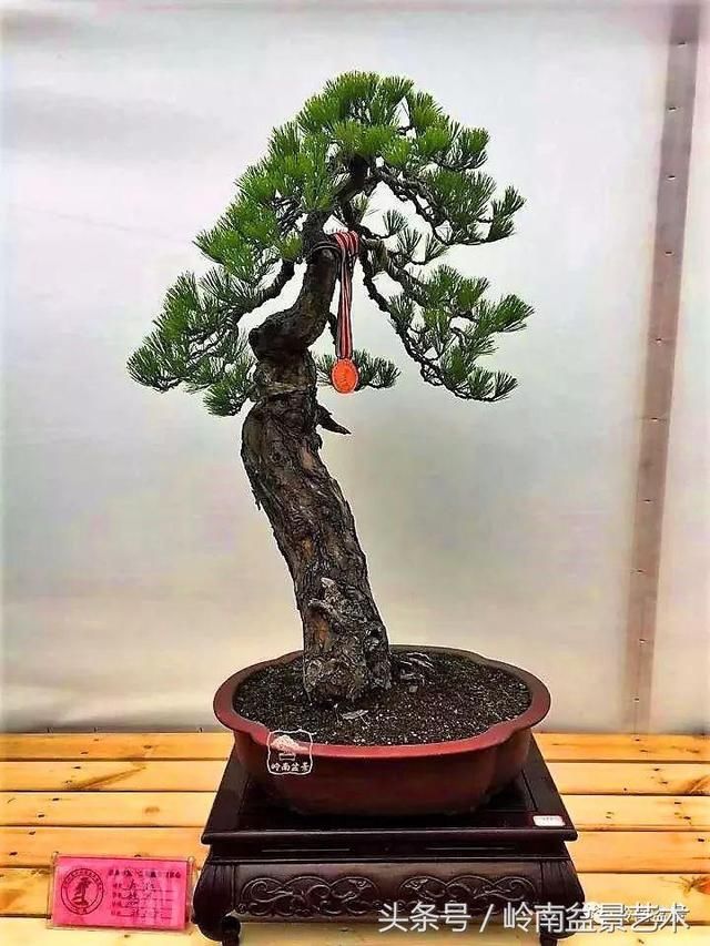 松树盆景，怎样才能算上品？