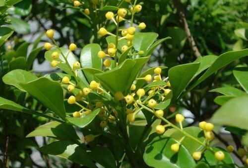 花苞:家养“米兰花”,做好三个前奏,枝繁叶茂,开花数量多