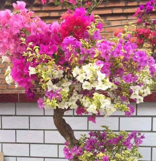  『口诀』修剪三角梅，记住“3字口诀”，侧芽多，花苞多，开花爆盆很简单